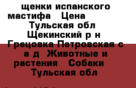 щенки испанского мастифа › Цена ­ 20 000 - Тульская обл., Щекинский р-н, Грецовка Петровская с/а д. Животные и растения » Собаки   . Тульская обл.